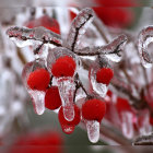 Frost-covered branch with red berries, snowflakes, bokeh background