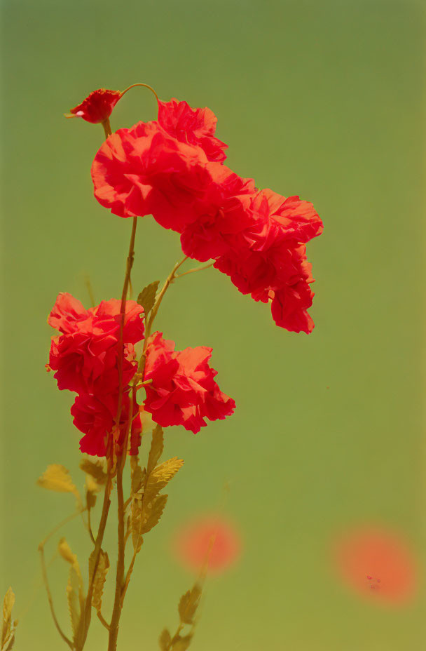 Vibrant red flowers on slender stems against soft green backdrop.