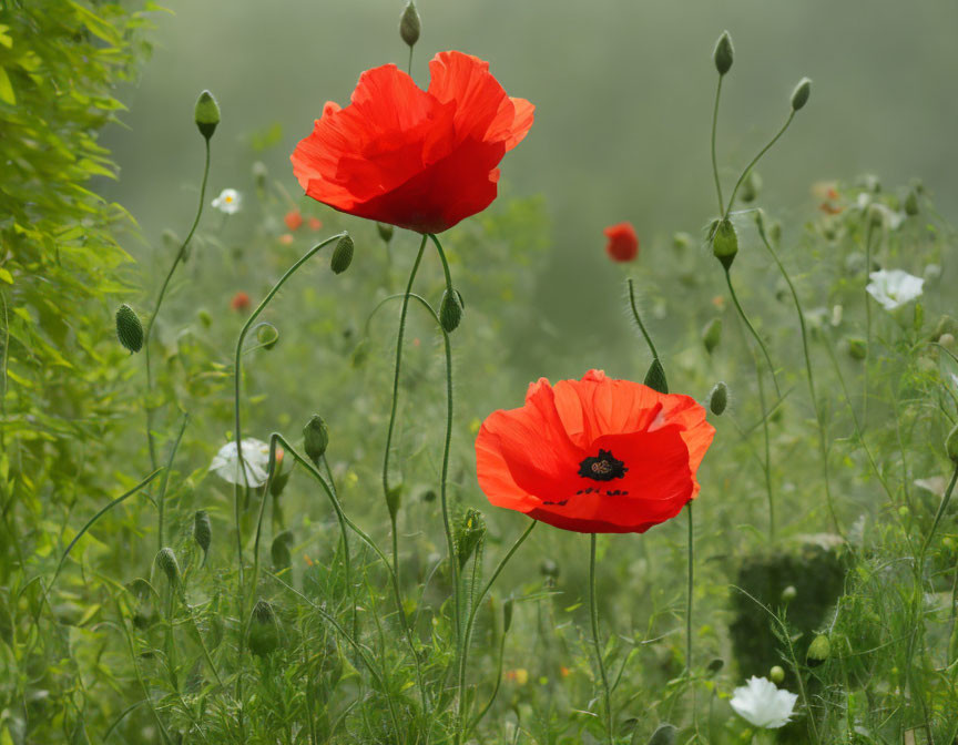 Vibrant Red Poppies in Full Bloom with Unopened Buds and Greenery