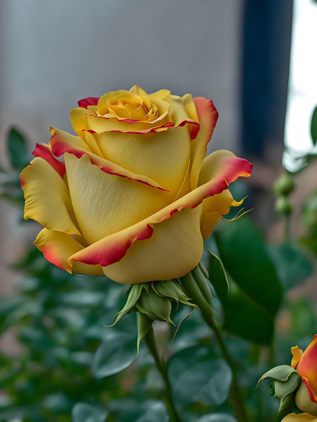 Wonderfull yellow rose