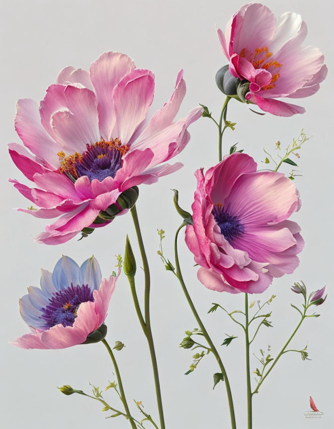 Pink and Purple Anemone Flowers with Stamens on Pale Background