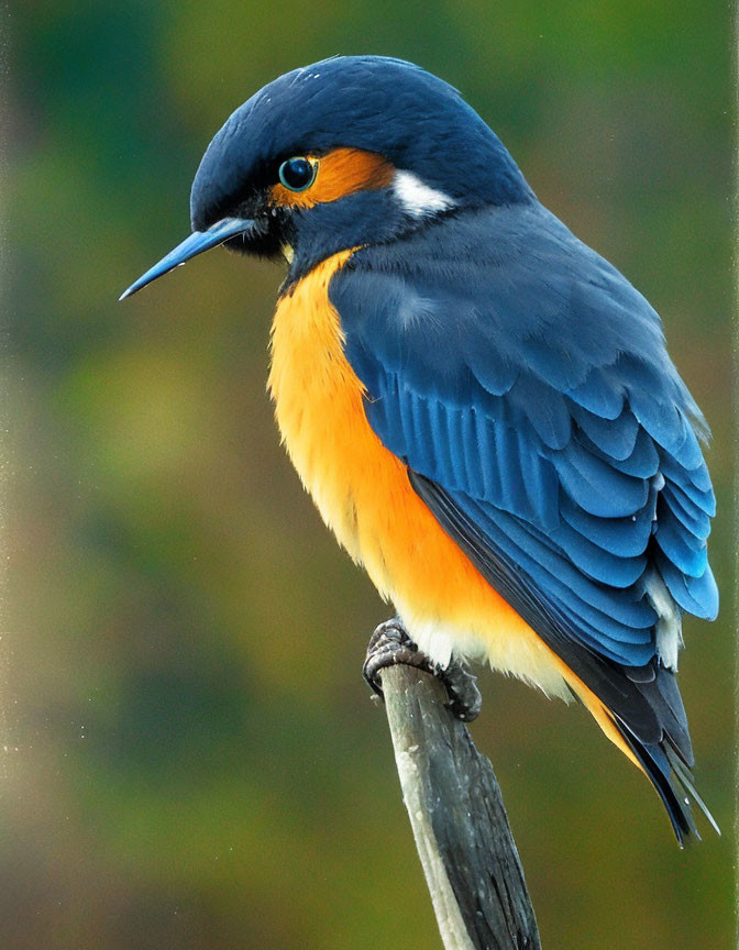 Colorful Bird with Blue Wings and Orange Chest Perched on Branch