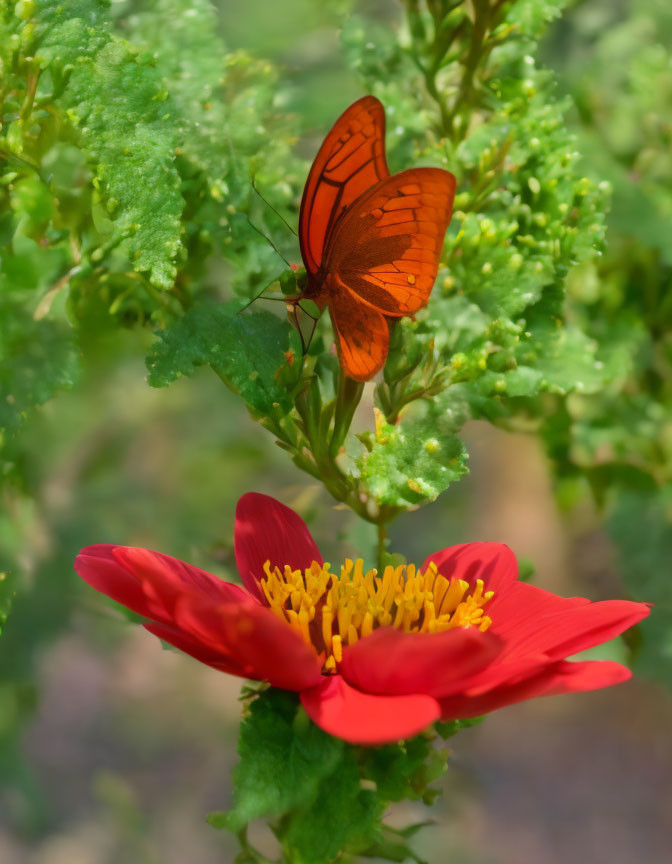 Orange Butterfly on Red Flower with Yellow Stamens in Green Foliage