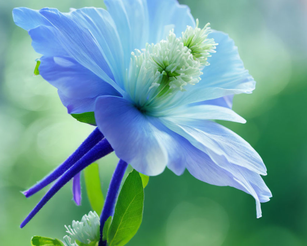 Vibrant Blue Flower with Delicate Petals on Soft-focus Green Background