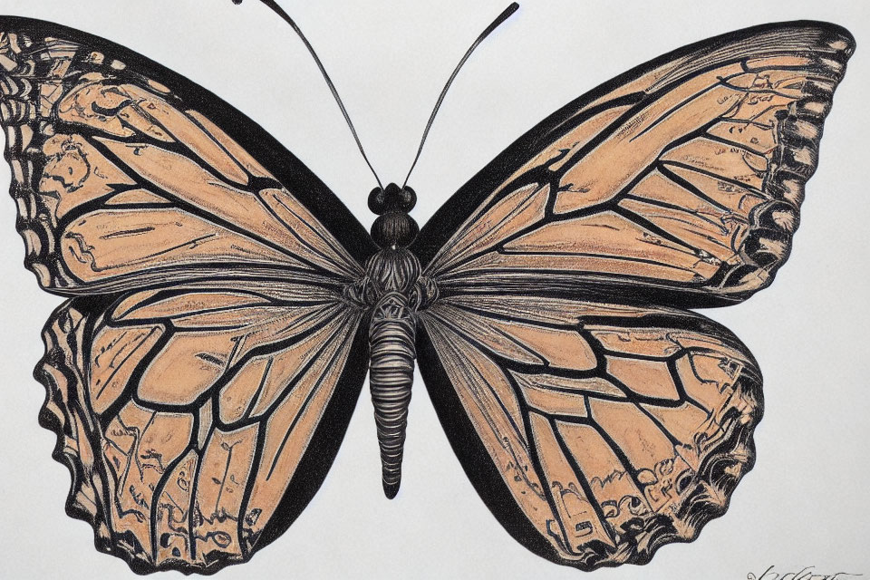 Detailed Butterfly Illustration with Intricate Wing Patterns