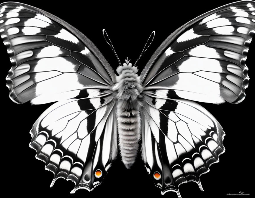 Symmetrical black and white butterfly with intricate patterns on wings