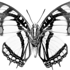 Symmetrical Black and White Butterfly Image with Vivid Spots