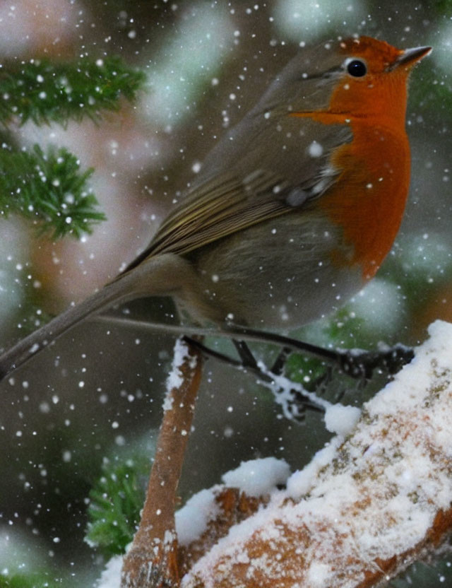 Robin on snowy branch with falling snowflakes