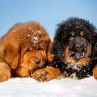 Two Tibetan Mastiffs Resting in Snowfall