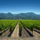 Scenic vineyard rows with rural houses and mountains under blue sky