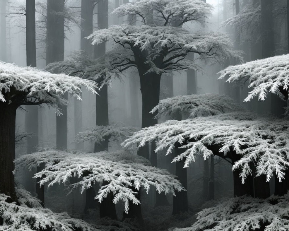 Frost-covered trees in a misty forest landscape