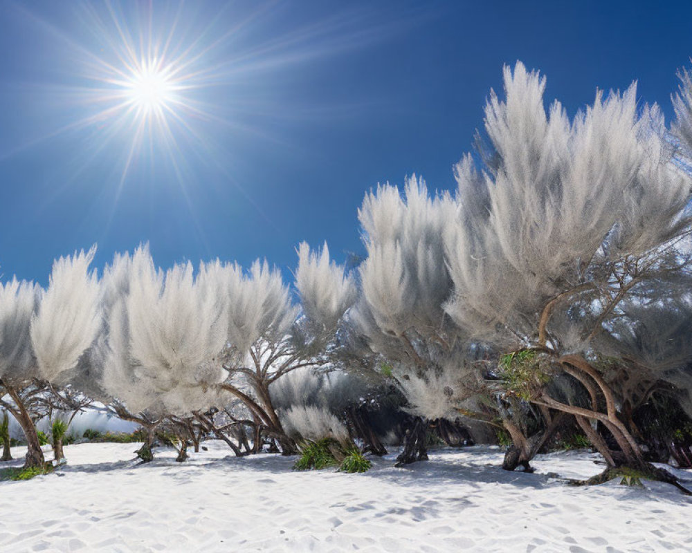 Bright sun over windswept trees and fluffy white foliage on sandy beach