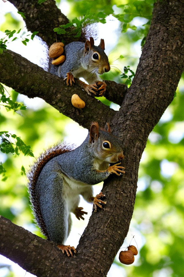 Two squirrels on a tree branch with nuts: one facing forward, one climbing down.