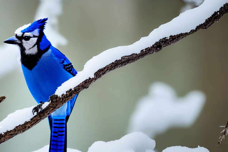 Blue Jay on Snow-Dusted Branch in Vibrant Blue Plumage