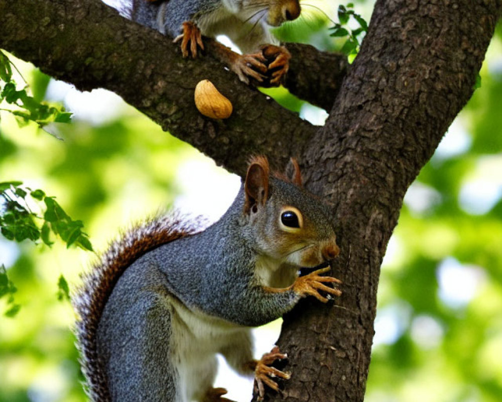Two squirrels on a tree branch with nuts: one facing forward, one climbing down.