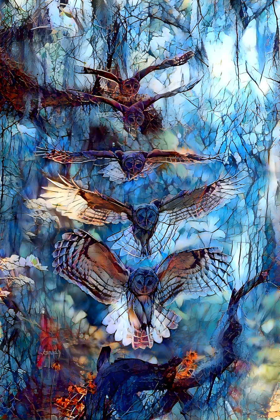 owl dream 2