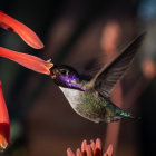 Vibrant hummingbird digital art with stained glass background