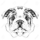 Symmetrical black-and-white bulldog face with mirror effect