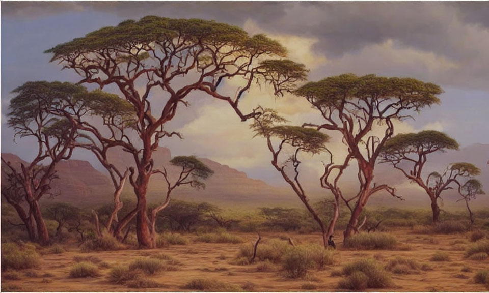 Savanna landscape with umbrella acacia trees and distant mountain range