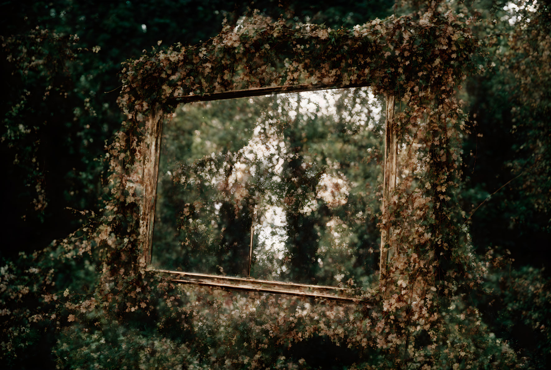 Weathered square window frame covered in ivy against leafy backdrop