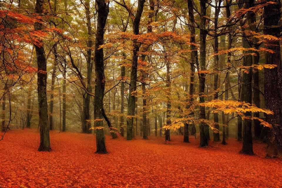 Vibrant Autumn Forest with Orange and Red Leaves, Fallen Leaves Carpet, and Mystical Fog