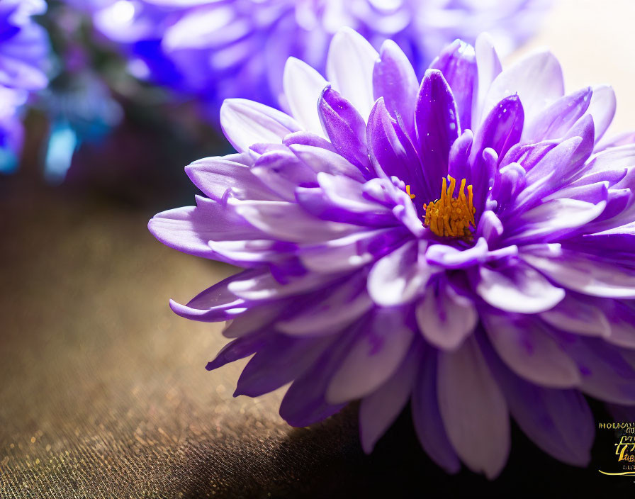 Vibrant purple flower with yellow stamens on soft-focus blue background