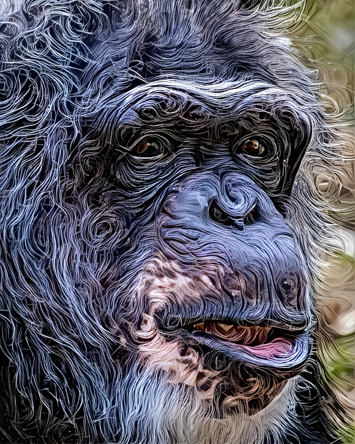 Elder Chimpanzee 
