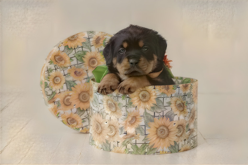 Puppy in sunflower box