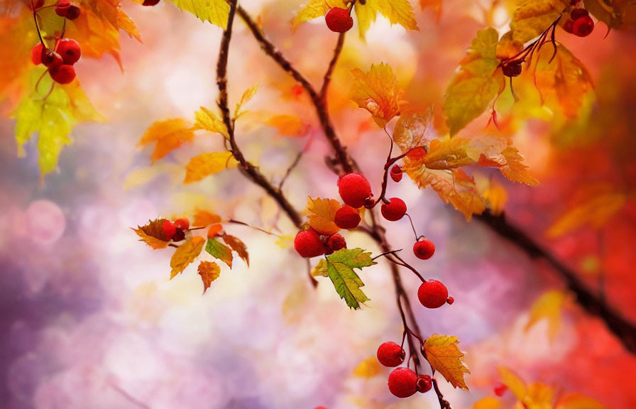 Colorful autumn leaves and red berries on soft bokeh background