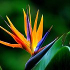 Colorful Bird of Paradise Plant Painting with Orange, Yellow, and Green Hues