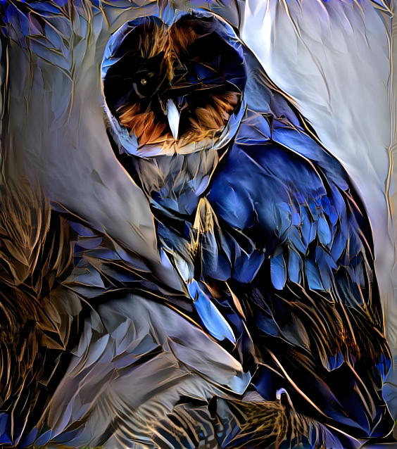 Black Barn Owl