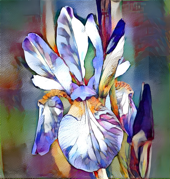 First iris of spring