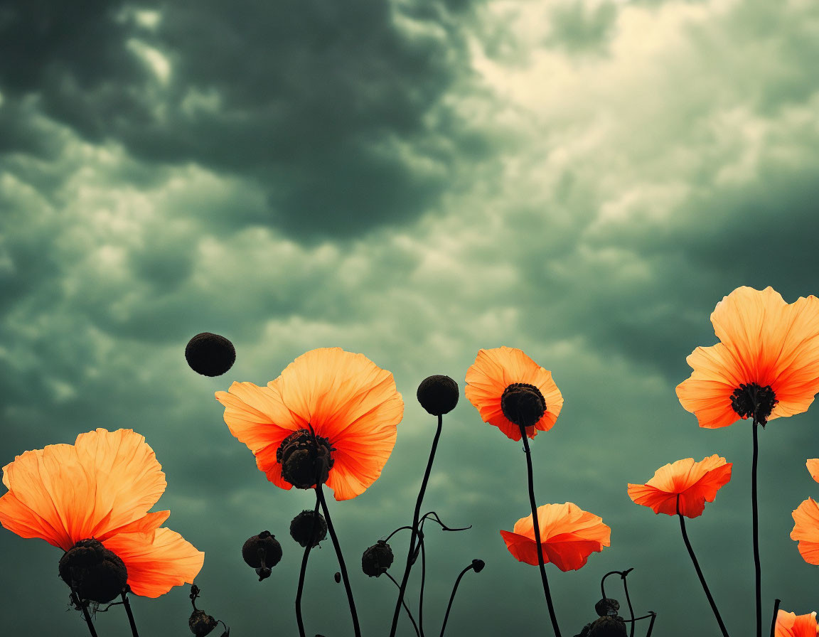 Vibrant orange poppies against dramatic cloudy sky showcasing nature's contrast.
