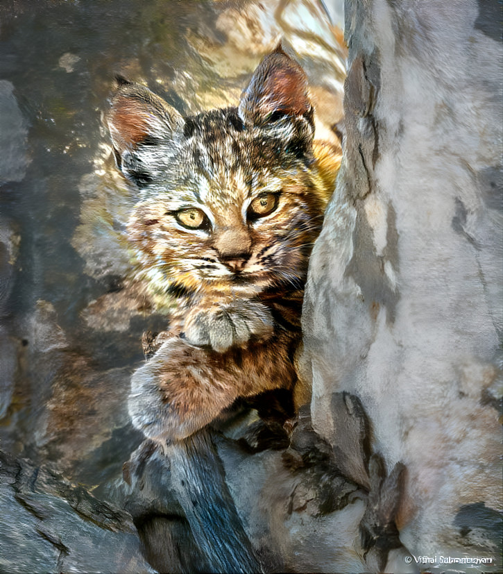 ~ Bobcat, Photo by Vishal Subramanyan ~