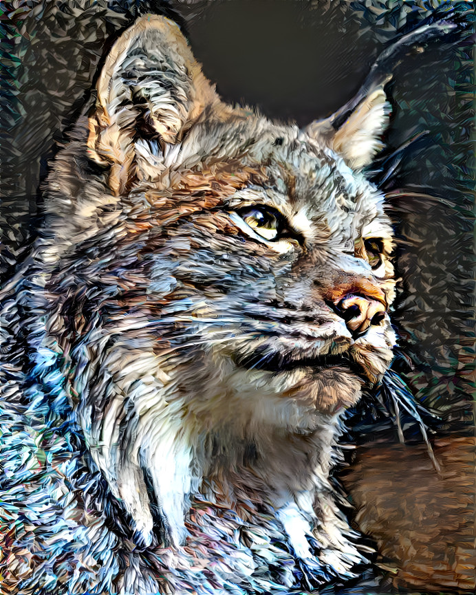 ~ Canada Lynx ~