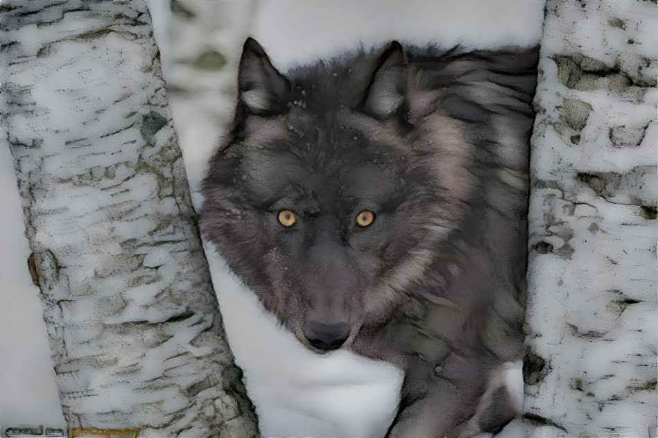 ~ Minnesota Black Wolf ~