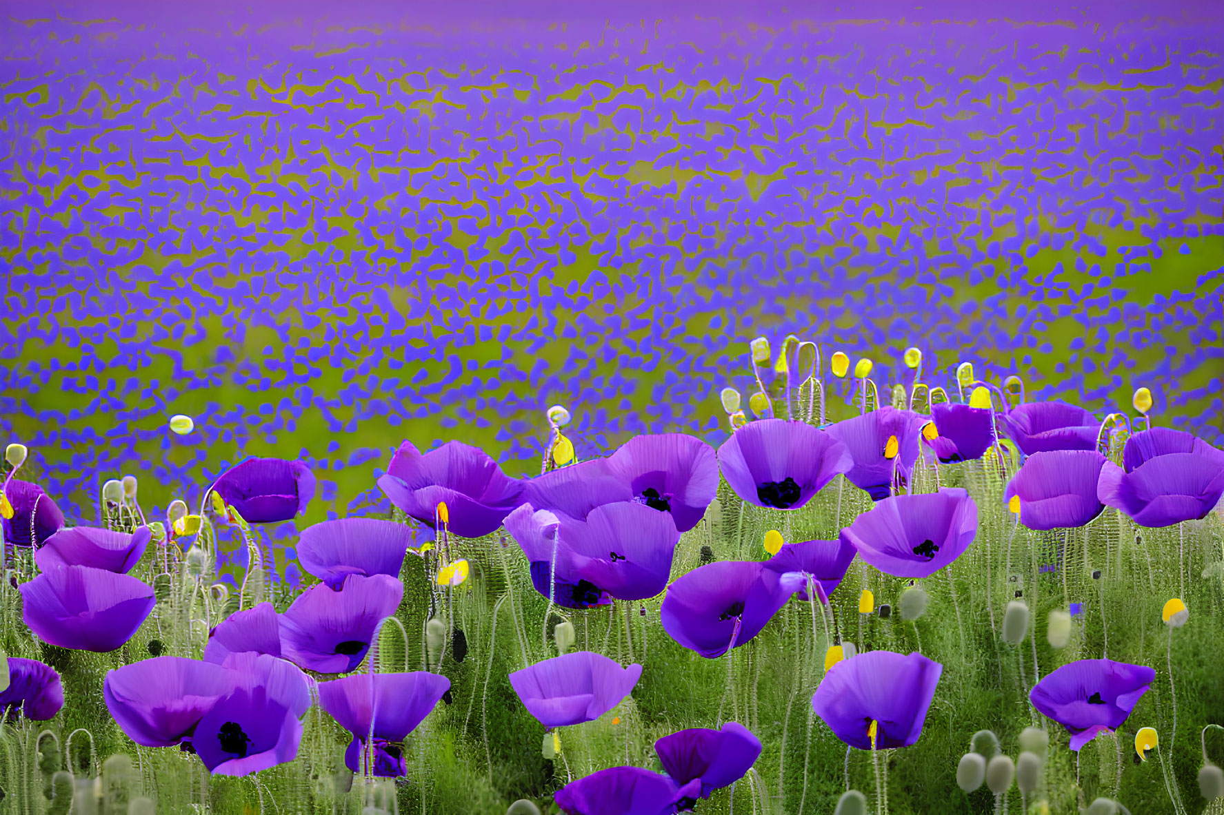 Colorful Purple Poppy Field on Textured Lilac Background