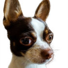 Chihuahua digital painting with expressive eyes and glossy coat