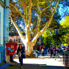 Victorian attire people admire grand tree near ornate blue building under autumn canopy