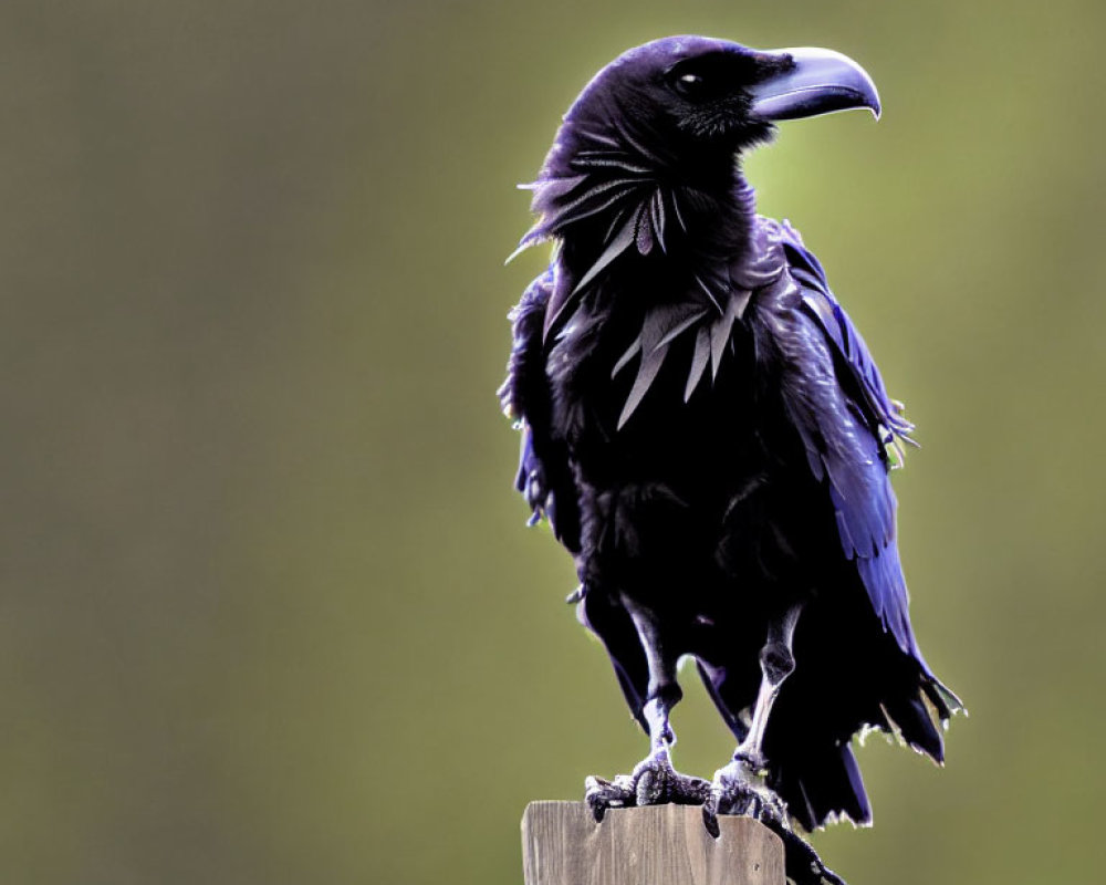 Black raven perched on post against green background with glistening plumage