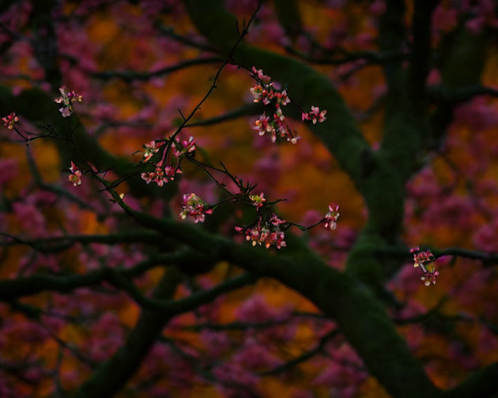 Sparse Pink Blossoms on Bare Tree Branches Amid Autumn Foliage