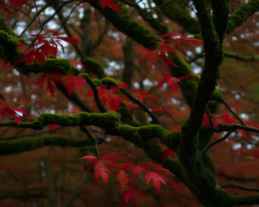Vibrant Red Autumn Leaves on Moss-Covered Tree Branches