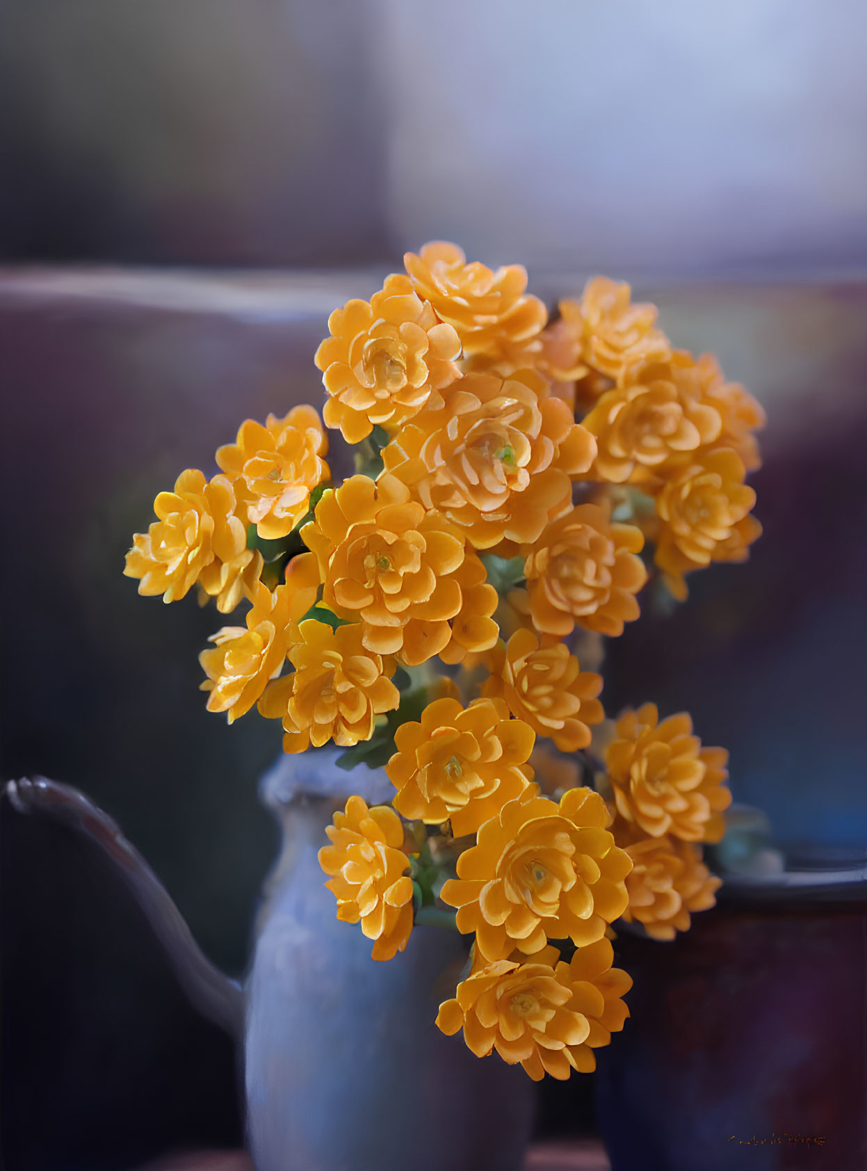 Orange Flowers in Dark Blue Vase on Blurry Background