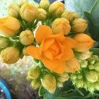 Detailed Description of Vibrant Orange Flower and Budding Flowers in Lush Green Foliage
