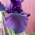 Detailed Purple Iris Flower Illustration on Soft Pink Background