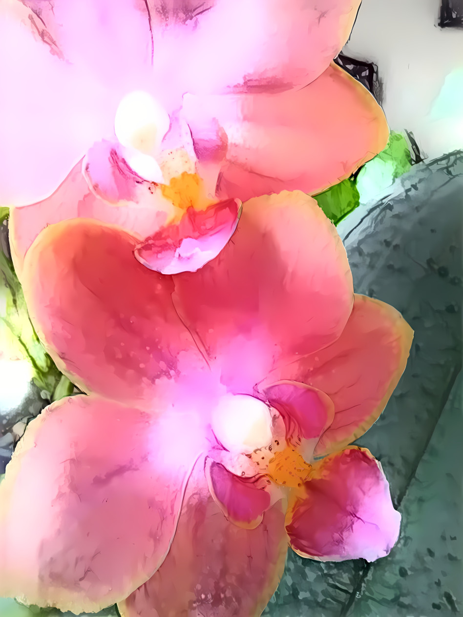 My Phalaenopsis 2