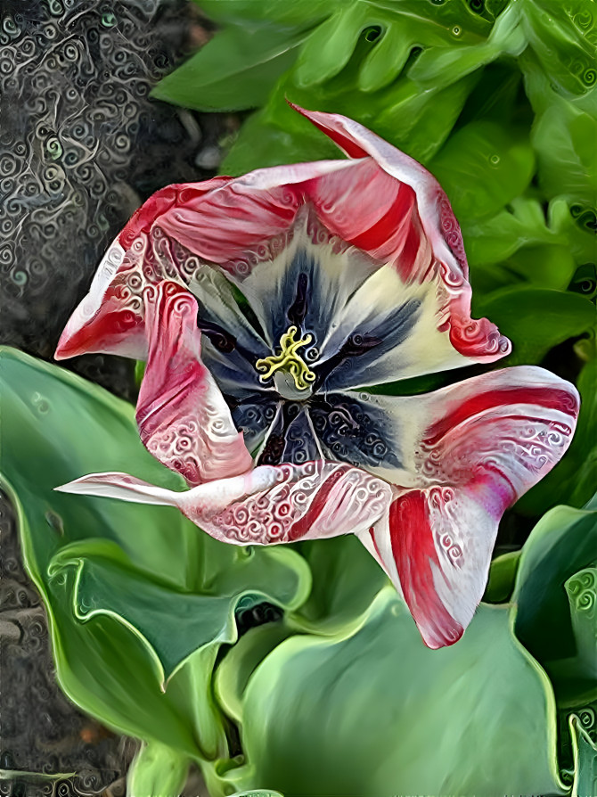 magic tulip