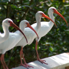 Four White Pelicans with Long Orange Beaks and Pink Legs Among Green Foliage