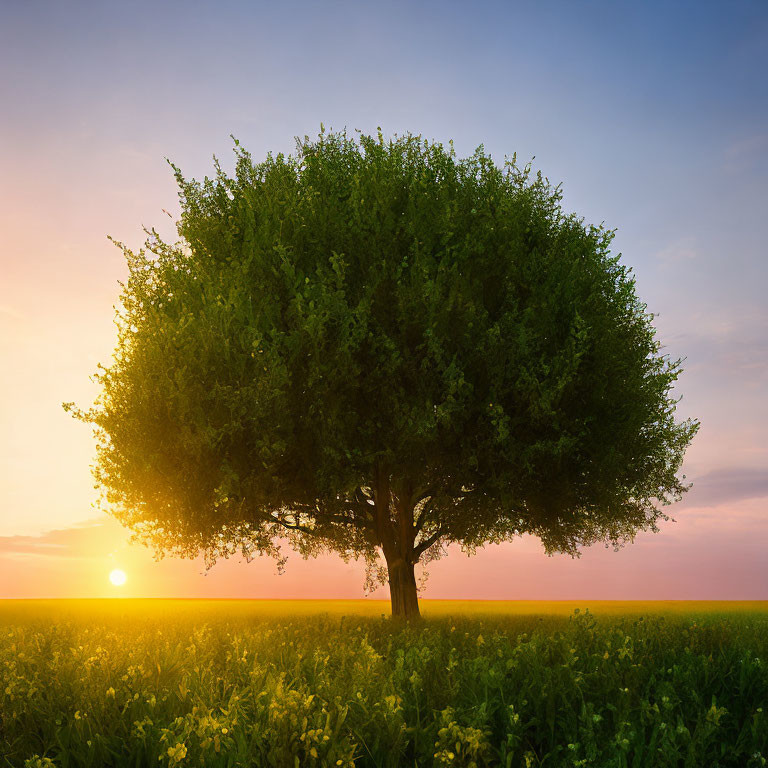 Lush Tree in Field of Yellow Flowers at Sunset