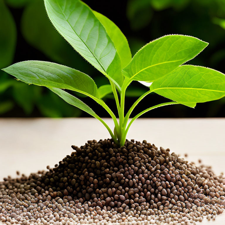 Green plant with large leaves on dark brown soil pellets against blurred background